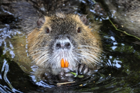 Nutria  Myocastor coypus の写真素材