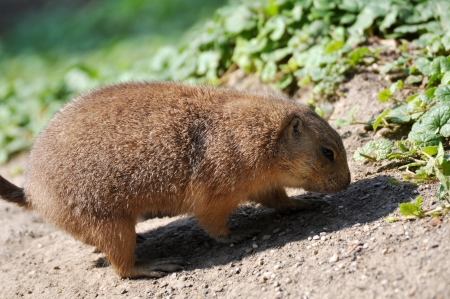 European Ground squirrelの写真素材
