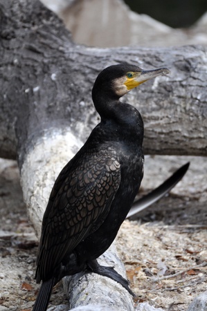 Great Cormoran  Phalacrocorax carbo の写真素材