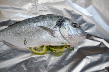 Gilthead Seabreamの写真素材