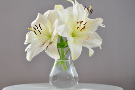 White Lily Flowersの写真素材