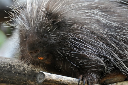 North American Porcupineの写真素材