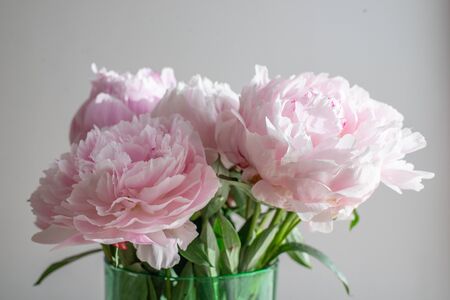 Peoniesの写真素材