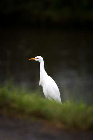 Cattle Egret at Kawainui Marsh in Oahu, Hawaii