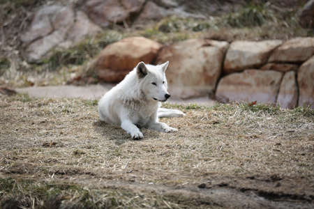 White wolf resting