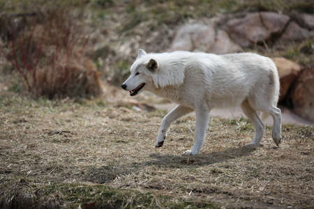 White wolf walking