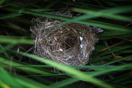 Empty Nest