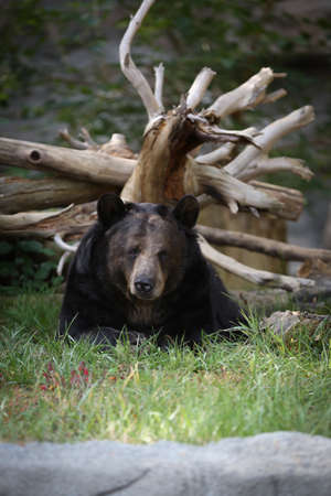Black bear resting by a dead tree.