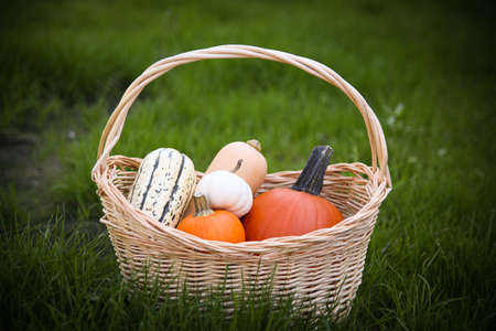 Basket of fall squash, gourds, and a pumpkin outdoors on a beautiful autumn day.の写真素材