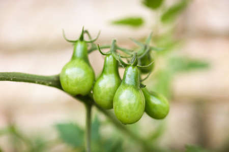 A cluster of green pear tomatoes on the vine, covered in morning dew.の写真素材