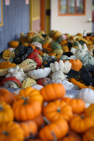 Pile of multi colored gourds at a farmer's market.の写真素材