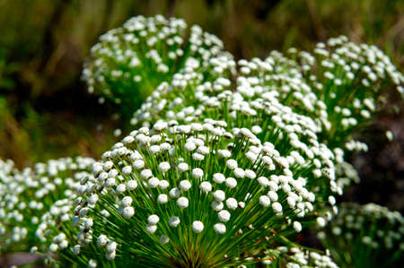 Native flower from Brazilの写真素材