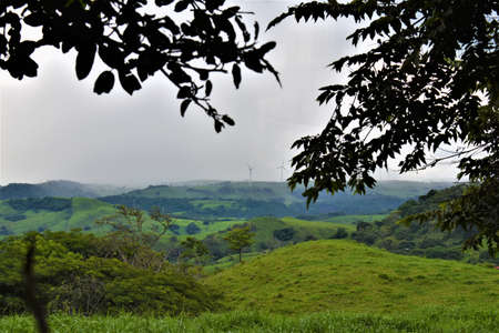 ferns on a treeの写真素材