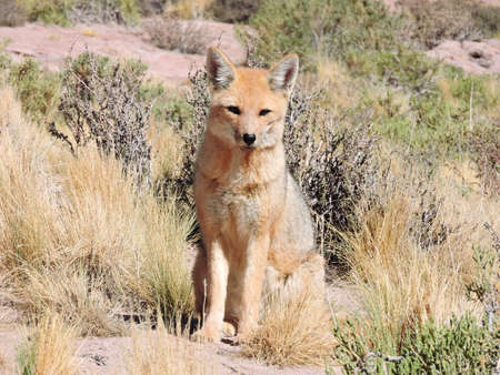 fox in desertの写真素材
