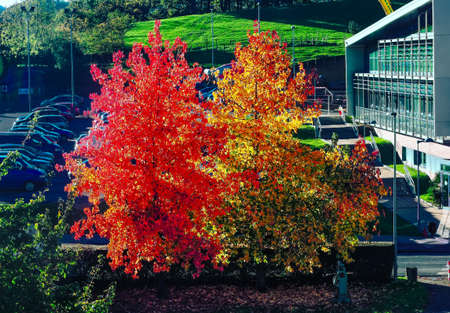 spring color red and yellow beautifulの写真素材