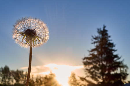 Dandelion against the backdrop of sunrise and spruceの写真素材