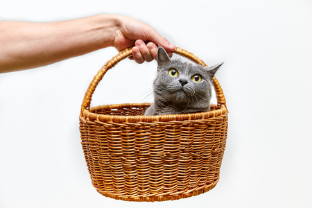 Hand holding a basket with a cat and cat is looking awayの写真素材