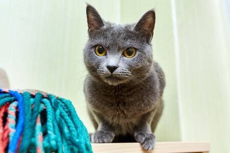 gray cat sits on a colored plaid