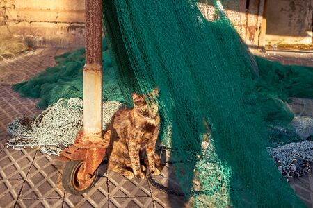Red Cat sleeping on fishing nets