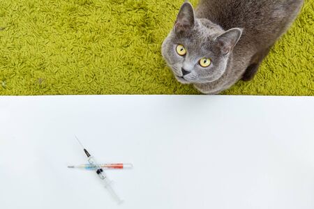 syringe lies on a thermometer a white background and catの写真素材