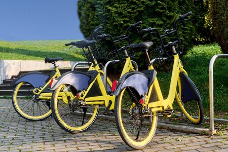 Several yellow bicycles stand in a row on a sunny dayの写真素材
