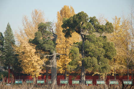 Autumn treesの写真素材