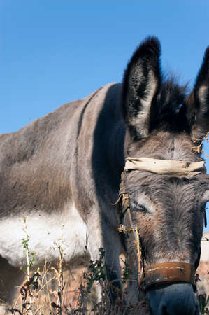 Close-up of a donkey grazing with some flies around its snout