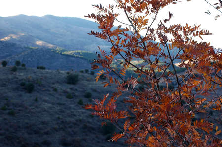 Close-up of the leaves of a tree colored by autumnの写真素材