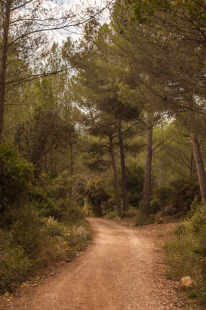 Path between pines in the forest