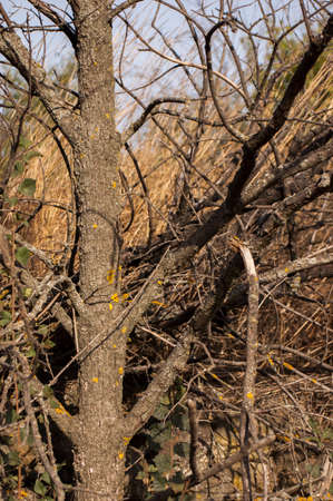 Closeup of gnarled tree without leaves