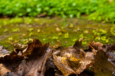 Vine leaves fallen due to the change of season on wet moss bed