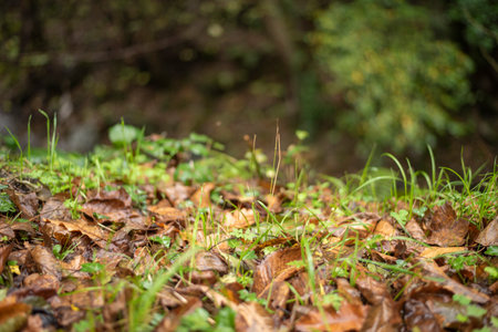 Autumn texture, leaves of different colors, close up shot, details on nature