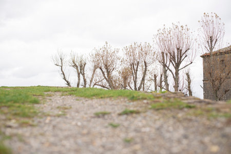 Floor close-up with trees without leaves in the background