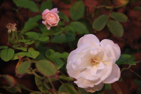 a rose in my garden asking for a photo