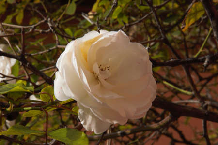 flowers and landscapes that decorate my life with peace and loveの写真素材