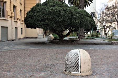 a bush prevails in the plaza of bahia blancaの写真素材