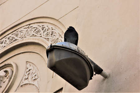 a dove on a church lanternの写真素材
