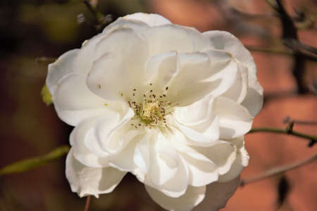 a white rose in the garden of my houseの写真素材
