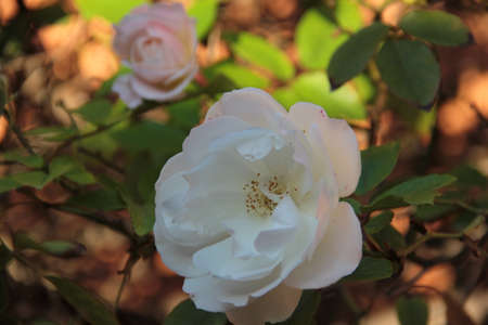 white rose poking out and showing its beautyの写真素材