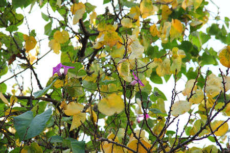 green bush blooming in the garden of my houseの写真素材
