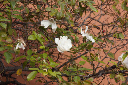 the rosebush blooming in the garden of my homeの写真素材