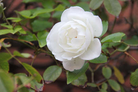 a rose dazzles in the gardenの写真素材