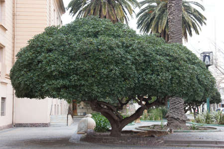 a big harmonious tree in the city parkの写真素材