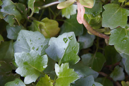 leaves in my garden wet from the recent rainの写真素材