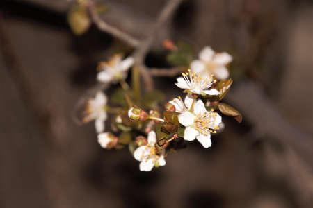 hello with flowers from my cherry tree in my home gardenの写真素材