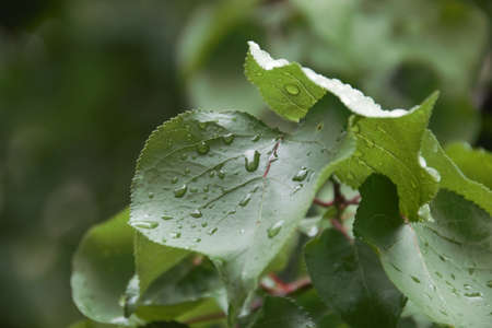 Leaves with water drop background.の写真素材