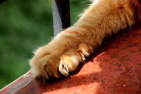 my cat sleeping in the window of my homeの写真素材