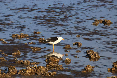 birds of the Ria de Bahia Blanca in the province of Buenos Airesの写真素材