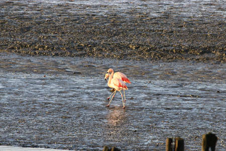 birds of the Ria de Bahia Blanca in the province of Buenos Airesの写真素材
