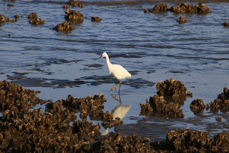 birds of the Ria de Bahia Blanca in the province of Buenos Airesの写真素材